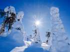 Boreal forest in snow in the Taiga of Finland at Mt. Iso Pyhatunturi. Winter in Salla NP in Lapland Art Print